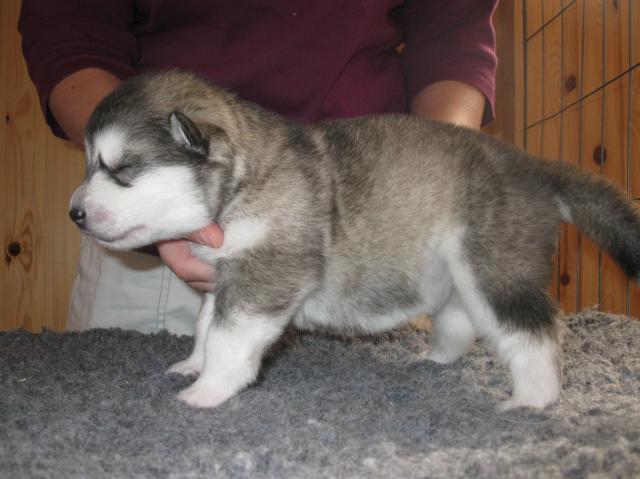 Annan pennut-pups18051 067.JPG - 18.5.2010